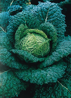 Picture of Organic Savoy Cabbage Vertus